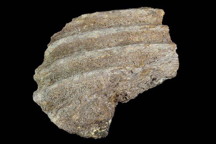 Fossil Hadrosaur Jaw Bone Section - Aguja Formation, Texas #116604